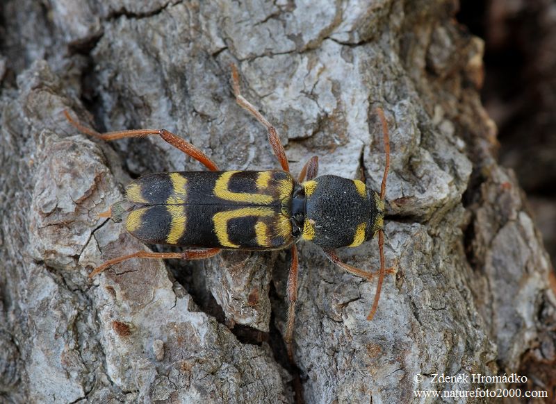 tesařík, Xylotrechus arvicola, Cerambycidae, Clytini (Brouci, Coleoptera)